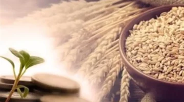 أحكام زكاة الفطر والفئات المستحقة لإخراجها في عام 2026 وفقا للشريعة الإسلامية